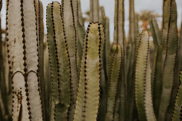 Disparo de enfoque selectivo de hermosos cactus