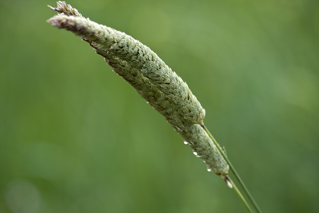 Disparo de enfoque selectivo de la hierba de trigo verde con las gotas de agua