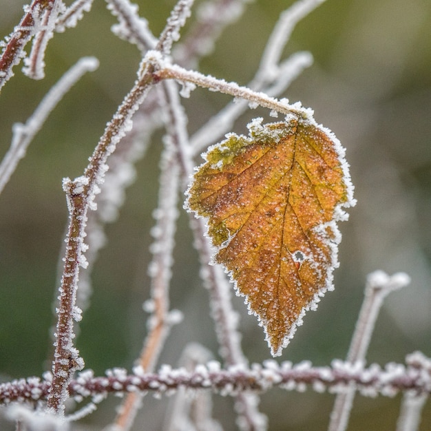 Foto gratuita disparo de enfoque selectivo de una hoja de otoño amarilla en una rama cubierta de escarcha