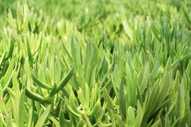 Disparo de enfoque selectivo de hojas estrechas verdes en un jardín.