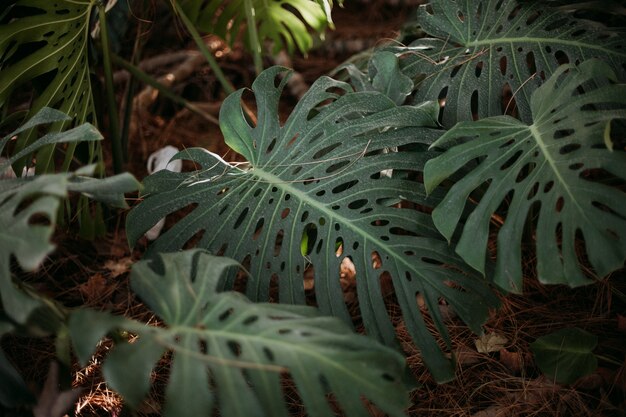 Disparo de enfoque selectivo de hojas de monstera