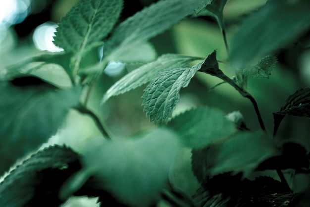 Disparo de enfoque selectivo de hojas verdes