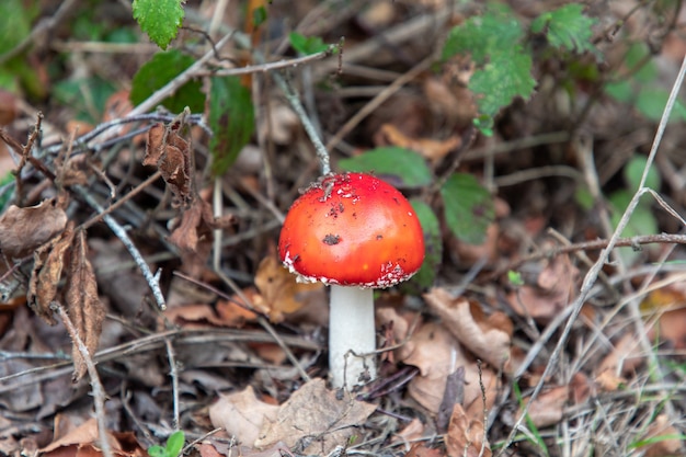 Disparo de enfoque selectivo de un hongo Amanita Muscaria en Thornecombe Woods, Dorchester, Dorset, Reino Unido