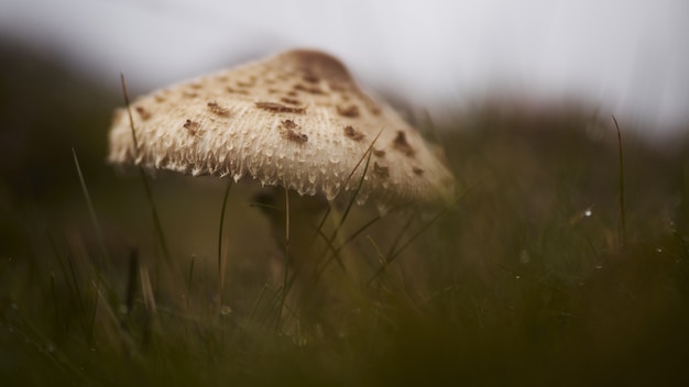 Foto gratuita disparo de enfoque selectivo de un hongo del bosque