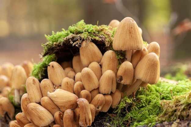 Disparo de enfoque selectivo de hongos que crecen en un suelo cubierto de musgo