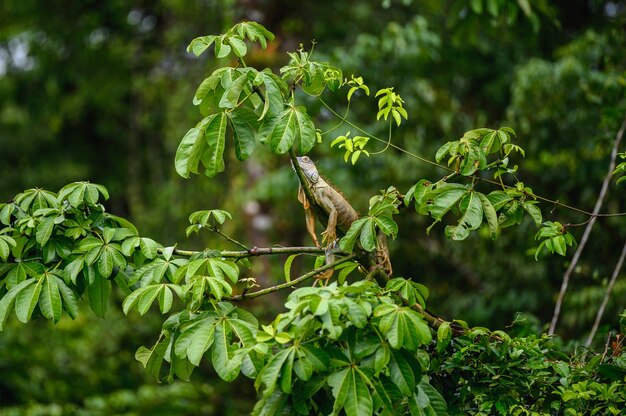 Disparo de enfoque selectivo de iguana en el árbol