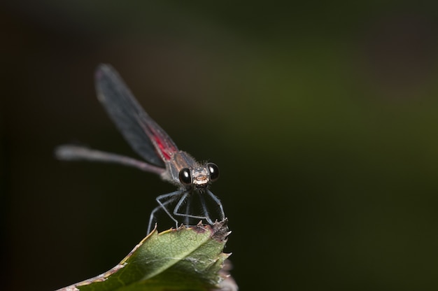 Disparo de enfoque selectivo de un insecto de alas netas sentado en una hoja