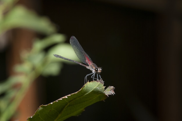 Disparo de enfoque selectivo de un insecto de alas netas sentado en una hoja