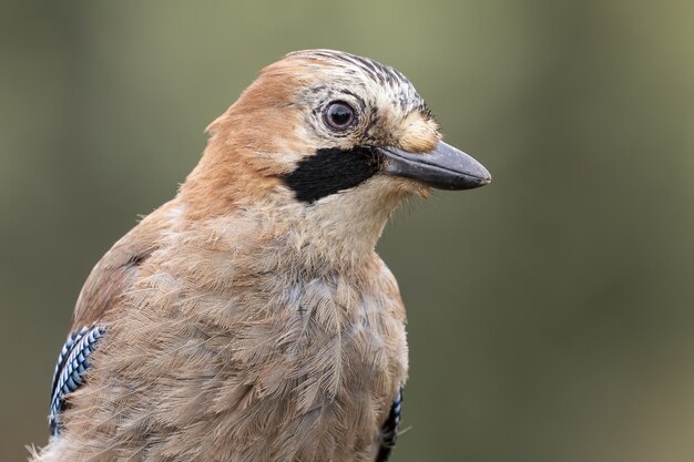 Disparo de enfoque selectivo de un jay