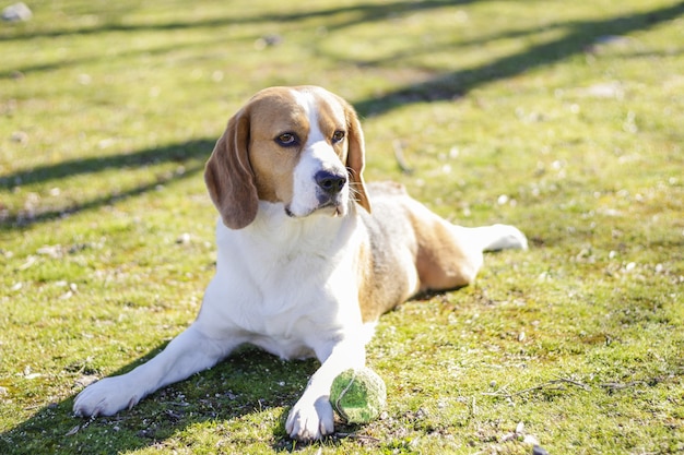 Disparo de enfoque selectivo de un joven beagle tricolor tumbado en el césped junto a su bola