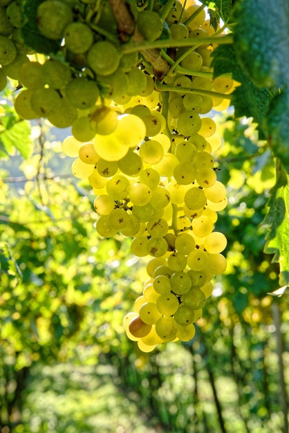 Disparo de enfoque selectivo de jugosas uvas frescas maduras que crecen en las ramas de un viñedo