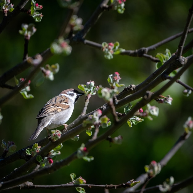 Disparo de enfoque selectivo de un kingbird en la rama de un árbol