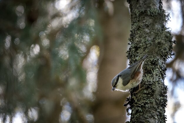 Disparo de enfoque selectivo de un kingbird en la rama de un árbol