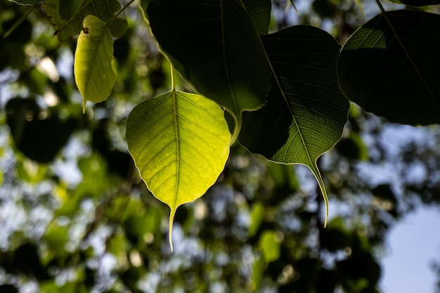 Disparo de enfoque selectivo de knotweed bohemio con fondo bokeh