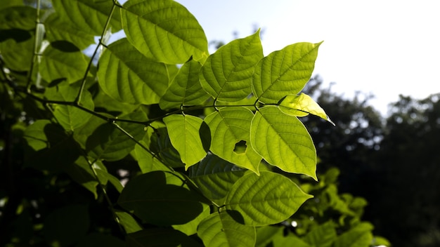 Disparo de enfoque selectivo de knotweed bohemio con fondo bokeh