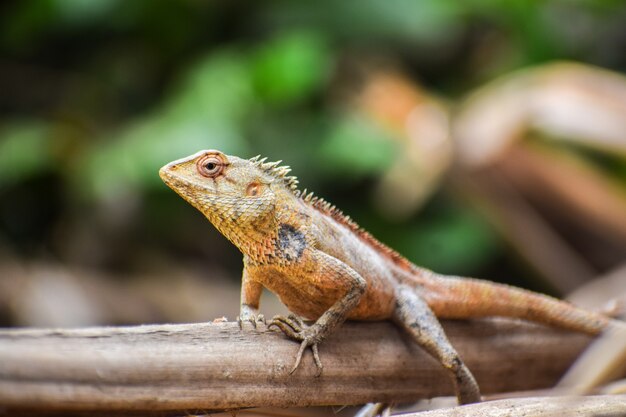 Disparo de enfoque selectivo de un lagarto al aire libre durante el día