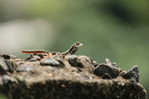 Disparo de enfoque selectivo de un lagarto sobre una roca