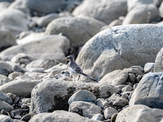 Disparo de enfoque selectivo de una lavandera blanca (Motacilla alba) encaramado sobre la piedra