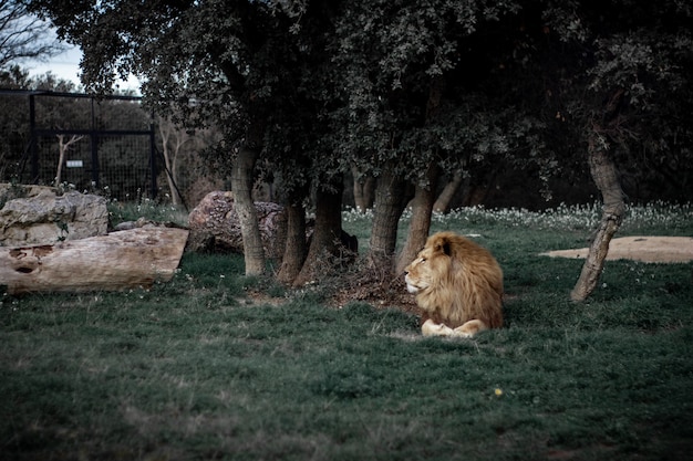 Disparo de enfoque selectivo de un león tendido en un campo de hierba cerca de árboles