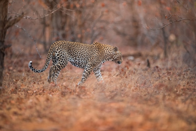 Foto gratuita disparo de enfoque selectivo de un leopardo caminando en el bosque