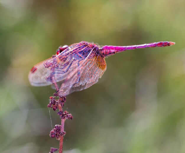 Disparo de enfoque selectivo de una libélula rosa en su entorno natural