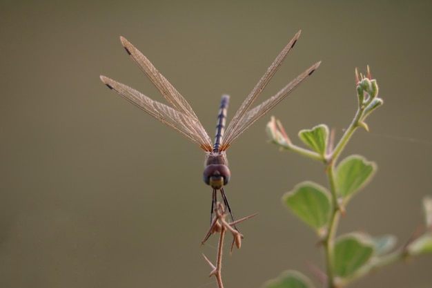 Disparo de enfoque selectivo de una libélula, volando cerca de las plantas durante el día