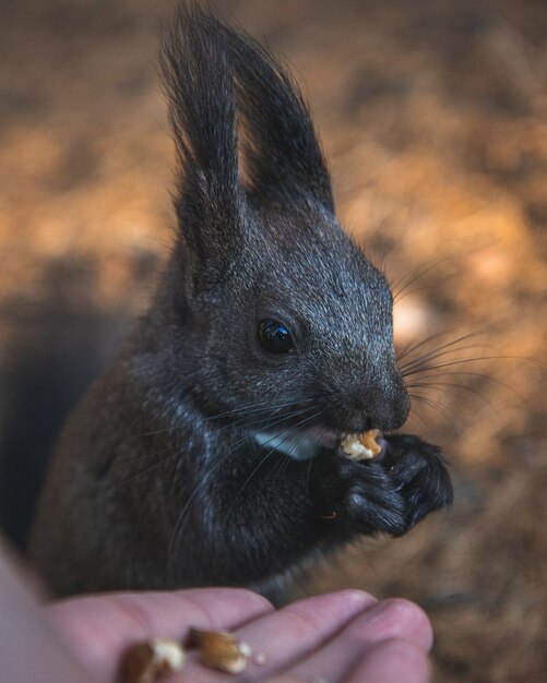 Disparo de enfoque selectivo de una linda ardilla de orejas de borla comiendo su comida con un fondo borroso