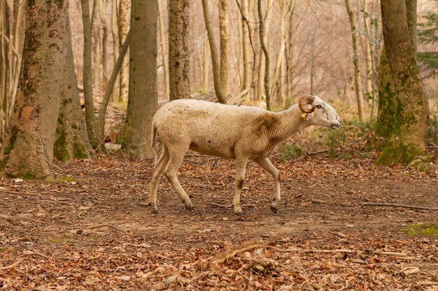 Disparo de enfoque selectivo de una linda cabra (Capra aegagrus hircus), Parque Natural del Montseny