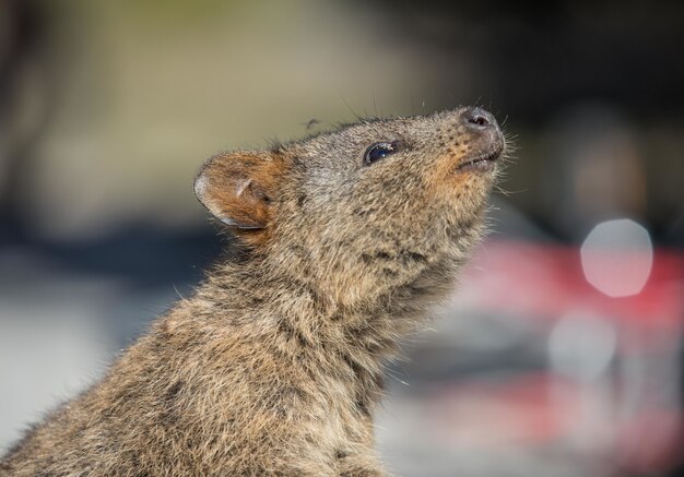 Disparo de enfoque selectivo de una linda marmota mirando hacia arriba