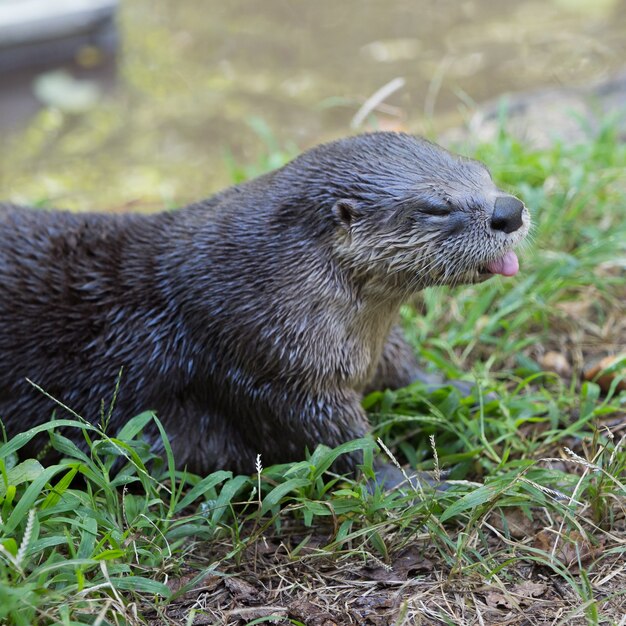 Disparo de enfoque selectivo de una linda nutria de río de América del Norte tumbado en el césped