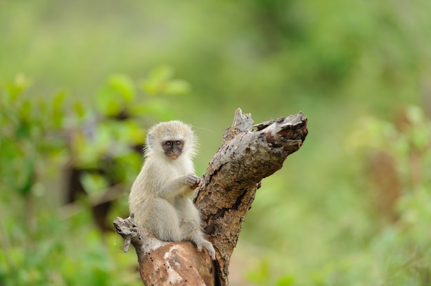 Disparo de enfoque selectivo de un lindo bebé mono en un tronco de madera con una pared borrosa