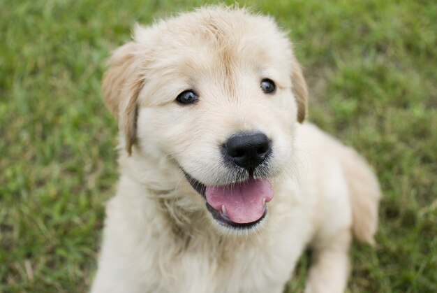 Disparo de enfoque selectivo de un lindo cachorro Golden Retriever sentado en un suelo de hierba