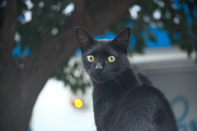 Disparo de enfoque selectivo de un lindo coche negro con hermosos ojos verdes