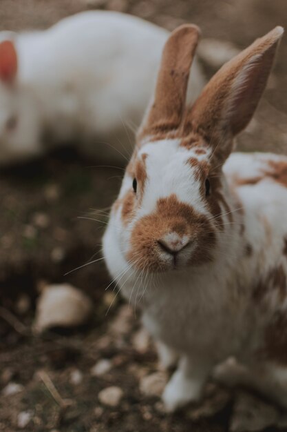 Disparo de enfoque selectivo del lindo conejo doméstico marrón y blanco