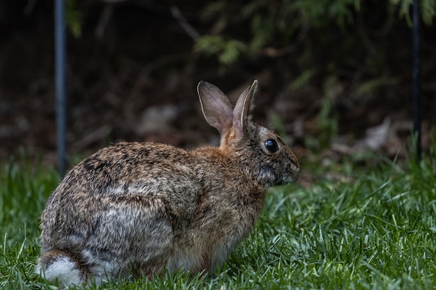 Disparo de enfoque selectivo de un lindo conejo marrón sentado en el campo cubierto de hierba