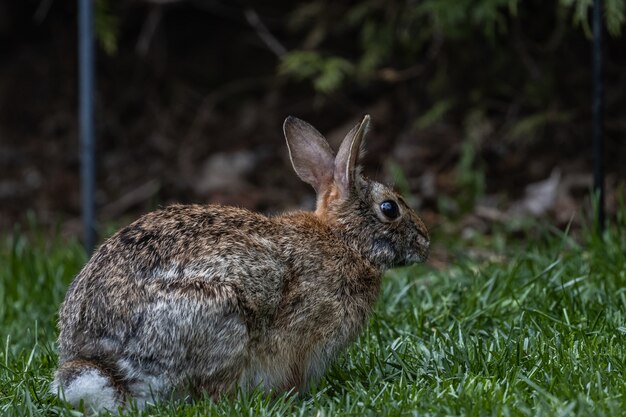 Disparo de enfoque selectivo de un lindo conejo marrón sentado en el campo cubierto de hierba