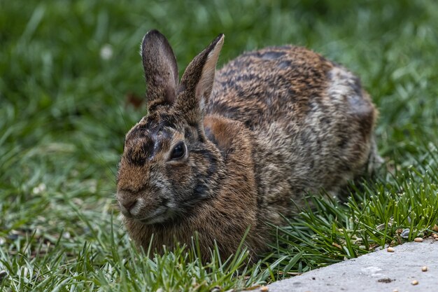 Disparo de enfoque selectivo de un lindo conejo marrón sentado en el campo cubierto de hierba