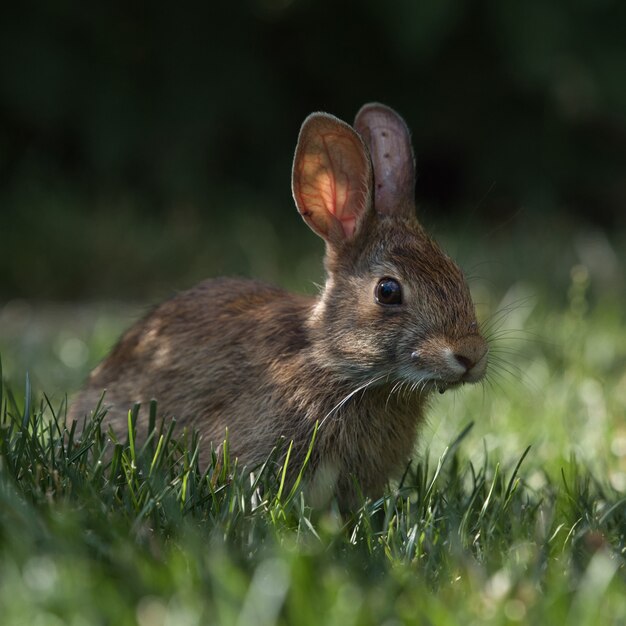 Disparo de enfoque selectivo de un lindo conejo en el parque