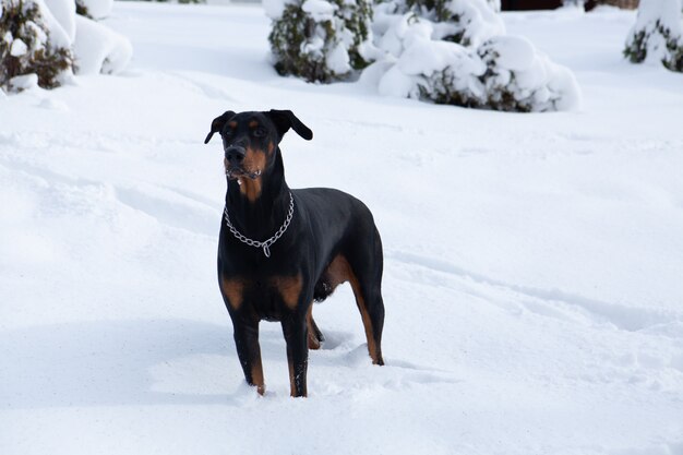 Disparo de enfoque selectivo de un lindo Dobermann negro vagando en el país de las maravillas de invierno