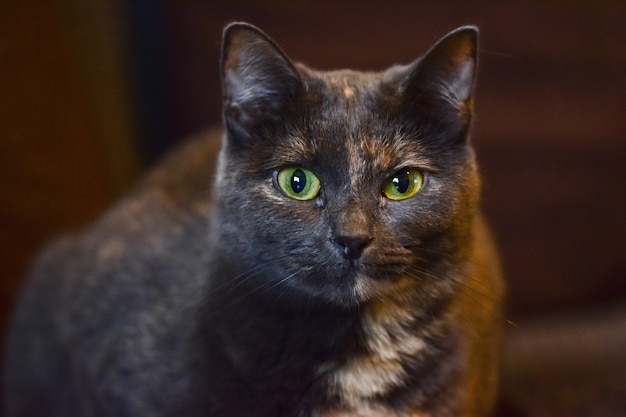 Disparo de enfoque selectivo de un lindo gato negro con ojos verdes enojados