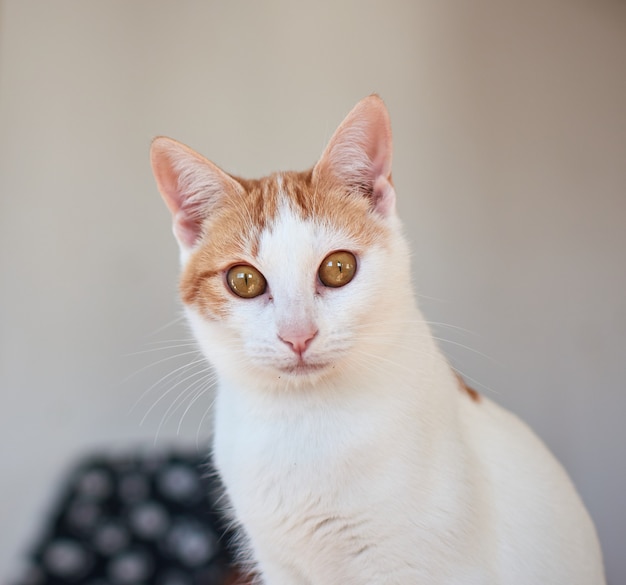 Disparo de enfoque selectivo de un lindo gato