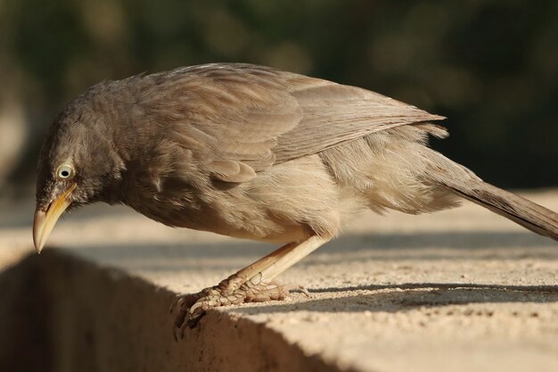 Disparo de enfoque selectivo de un lindo pájaro gris Jungle Babbler en busca de comida