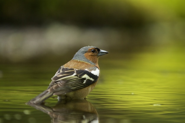 Foto gratuita disparo de enfoque selectivo de un lindo pájaro hawfinch