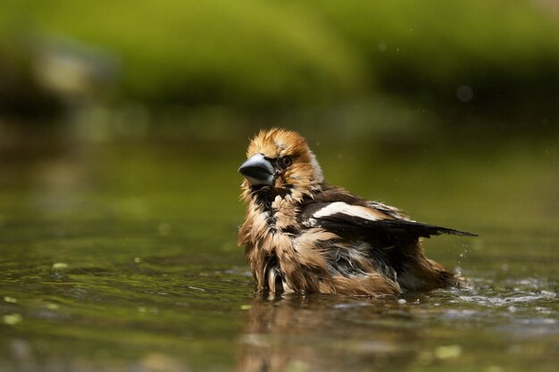 Disparo de enfoque selectivo de un lindo pájaro hawfinch