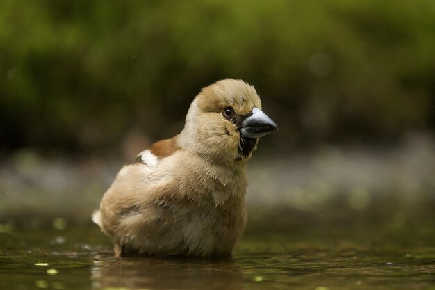 Disparo de enfoque selectivo de un lindo pájaro hawfinch