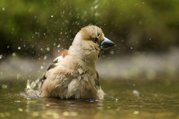 Disparo de enfoque selectivo de un lindo pájaro hawfinch