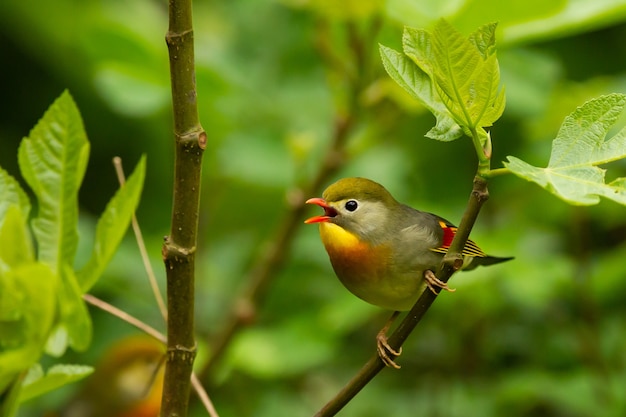 Disparo de enfoque selectivo de un lindo pájaro leiothrix de pico rojo cantando posado en un árbol