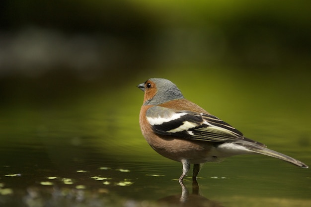 Disparo de enfoque selectivo de un lindo pájaro pinzón