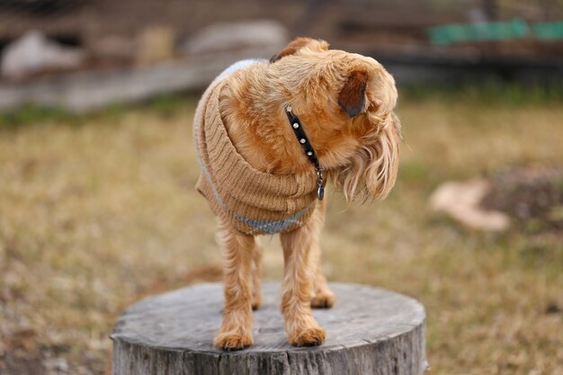 Disparo de enfoque selectivo de un lindo perro Griffon de Bruselas en un tocón