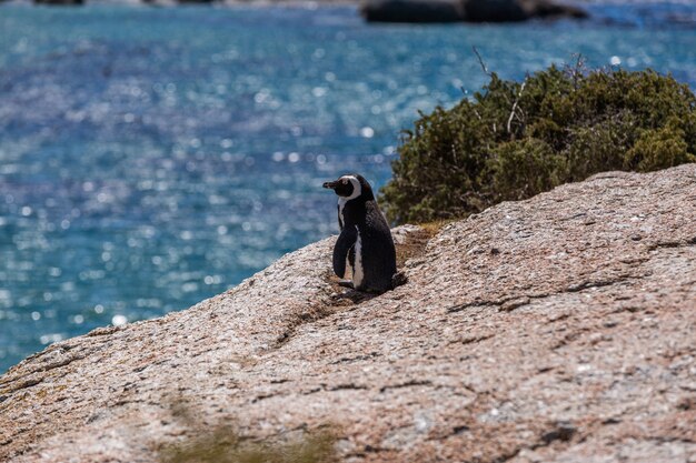 Disparo de enfoque selectivo de un lindo pingüino de pie en la playa en el Cabo de Buena Esperanza, Ciudad del Cabo